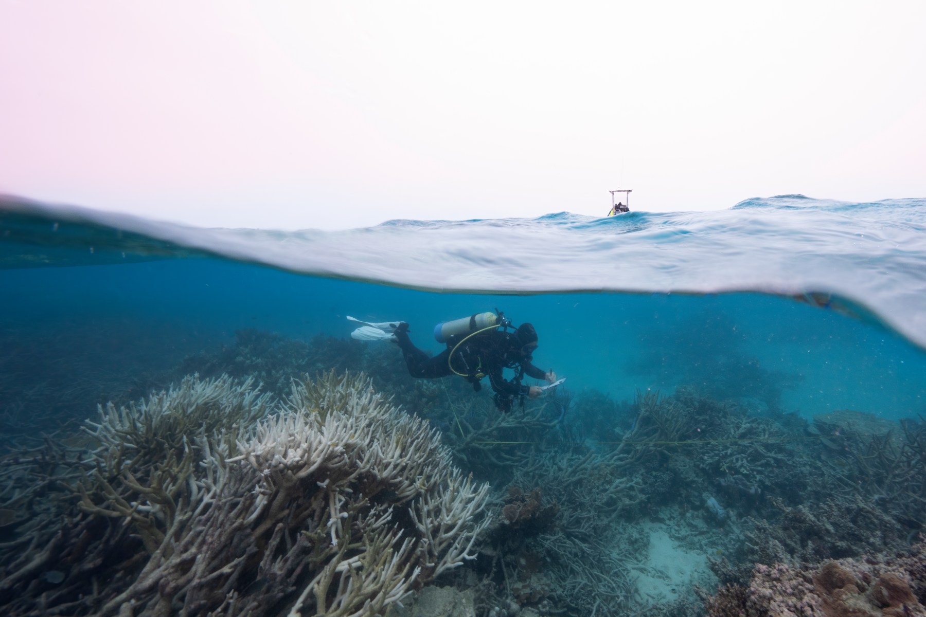 a snorkeller amongst bleached coral