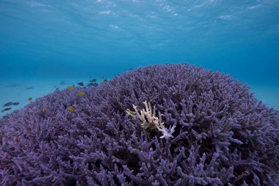 coral bleaching on the Great Barrier Reef