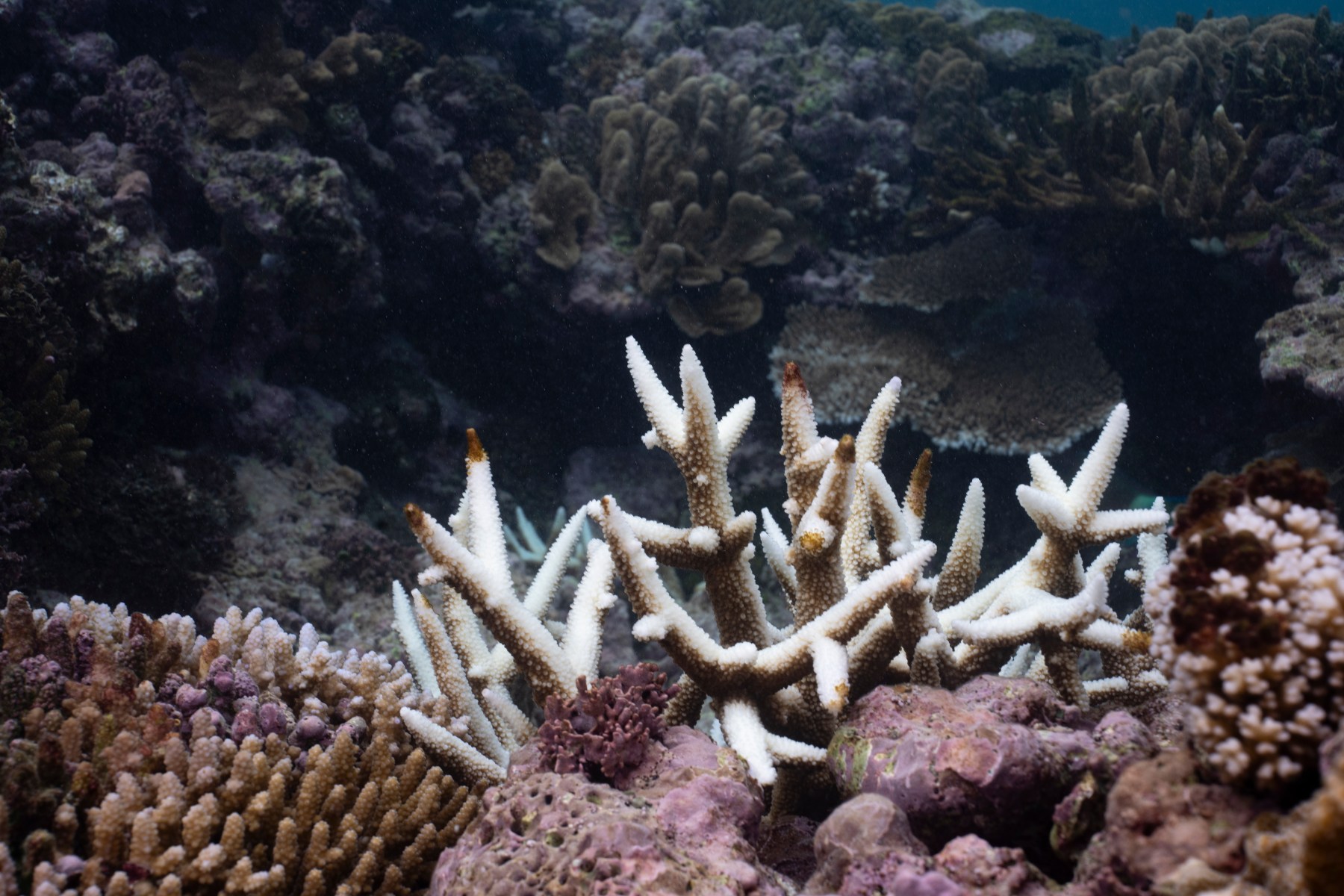 bleached coral near one tree island