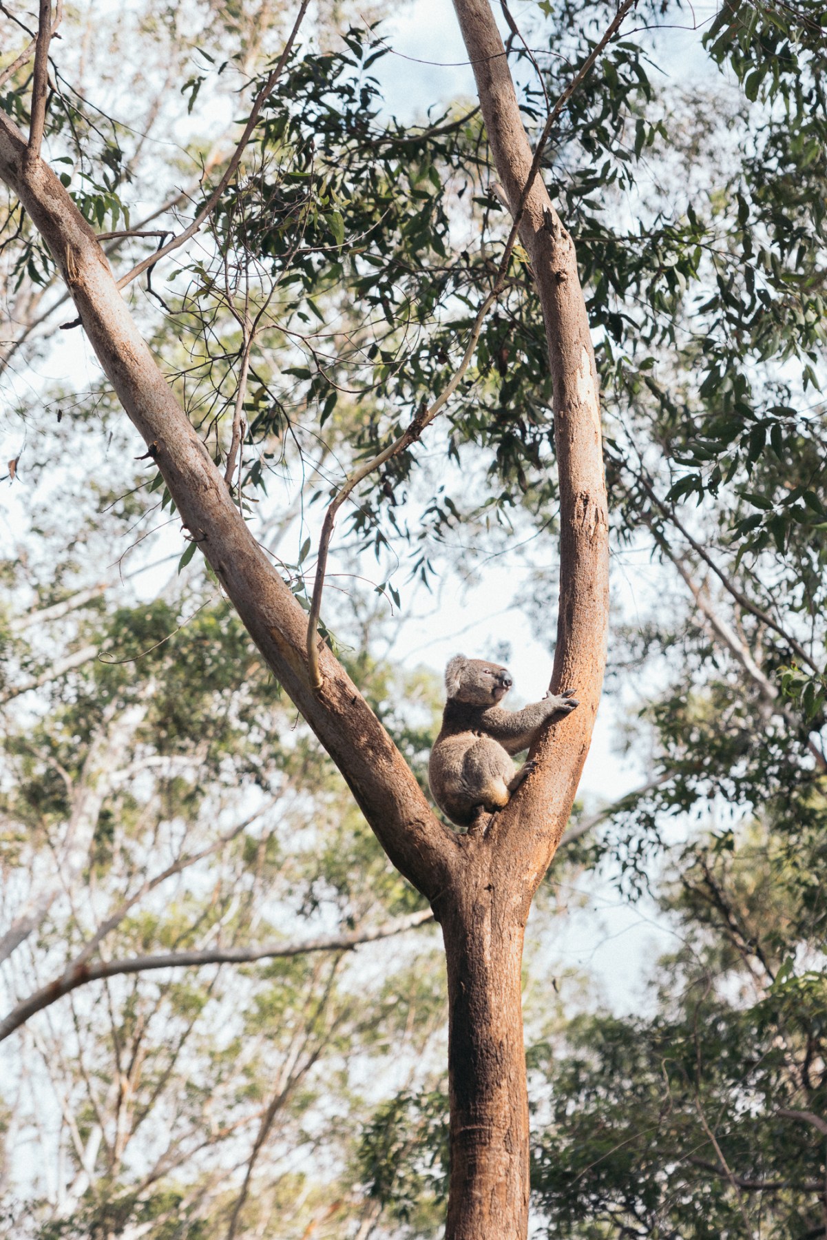 a koala in a eucalyptus tree