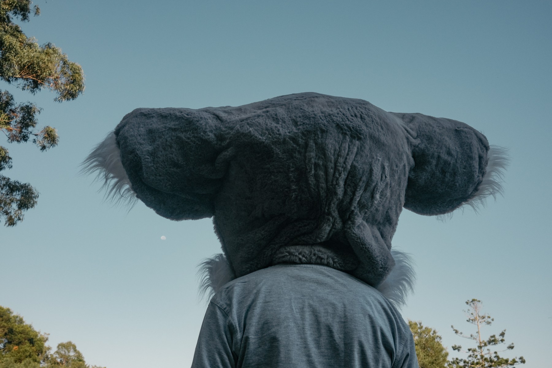 a man wearing a koala costume