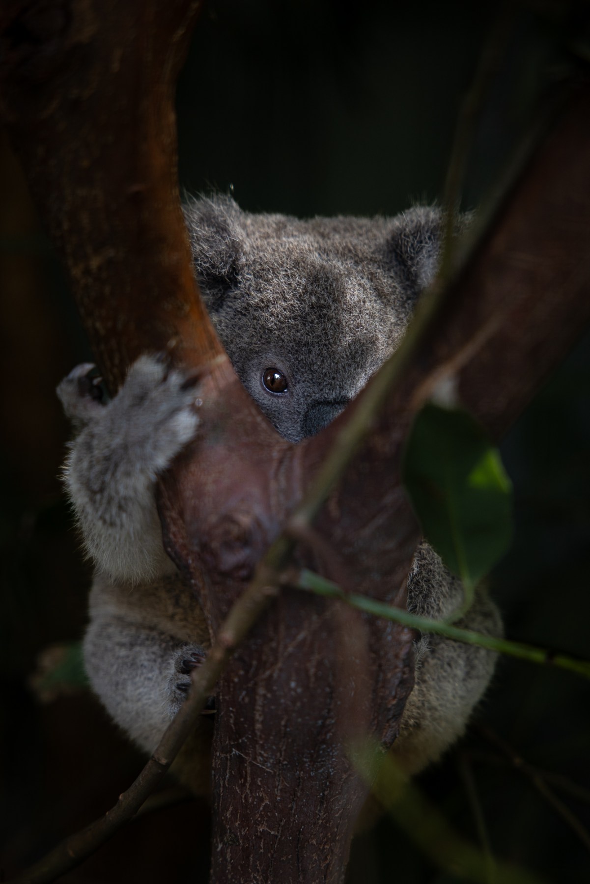 a koala joey