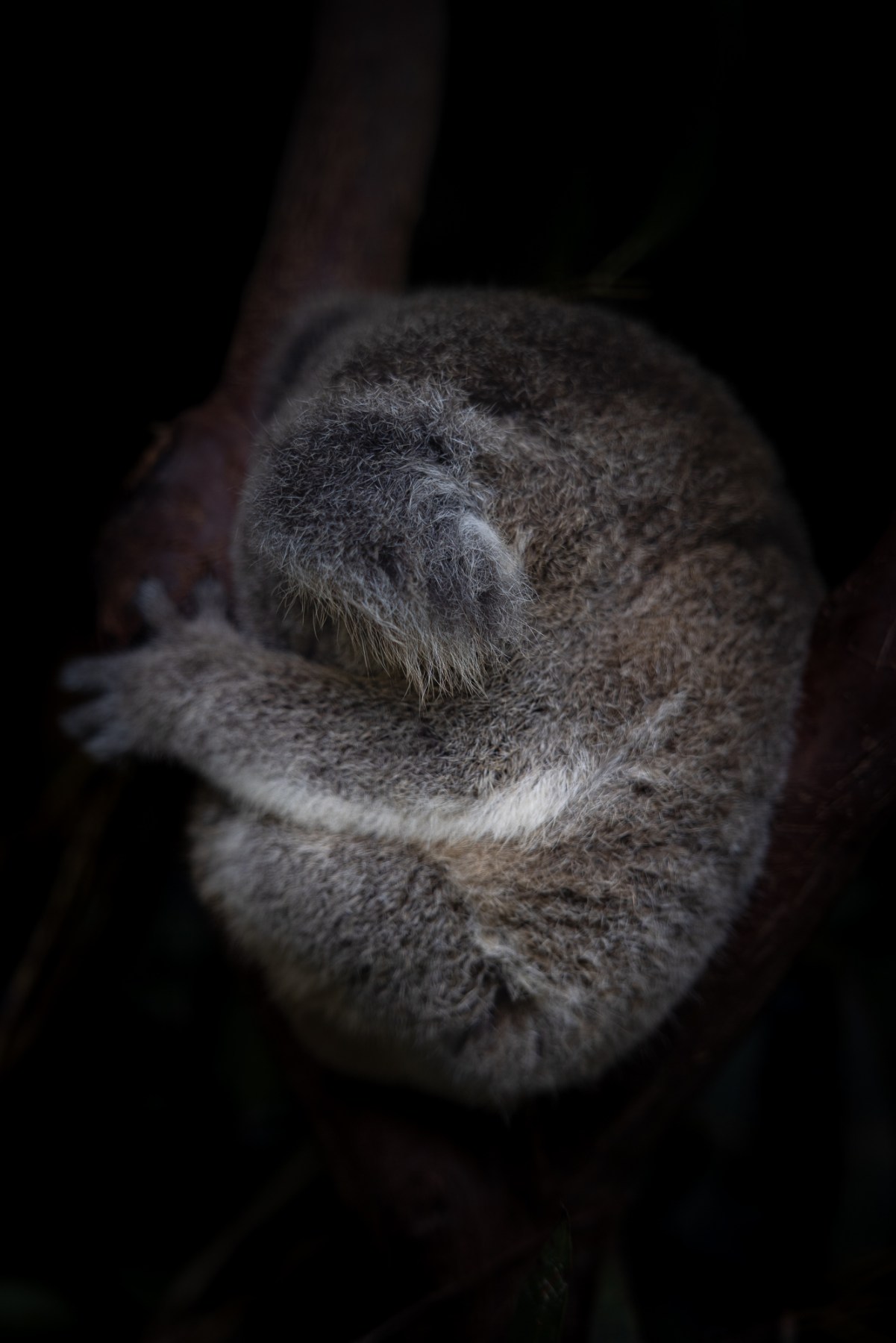 a koala joey