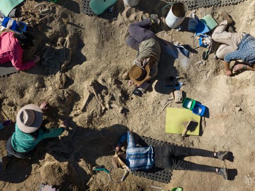 a group of people digging for dinosaur bones in dirt