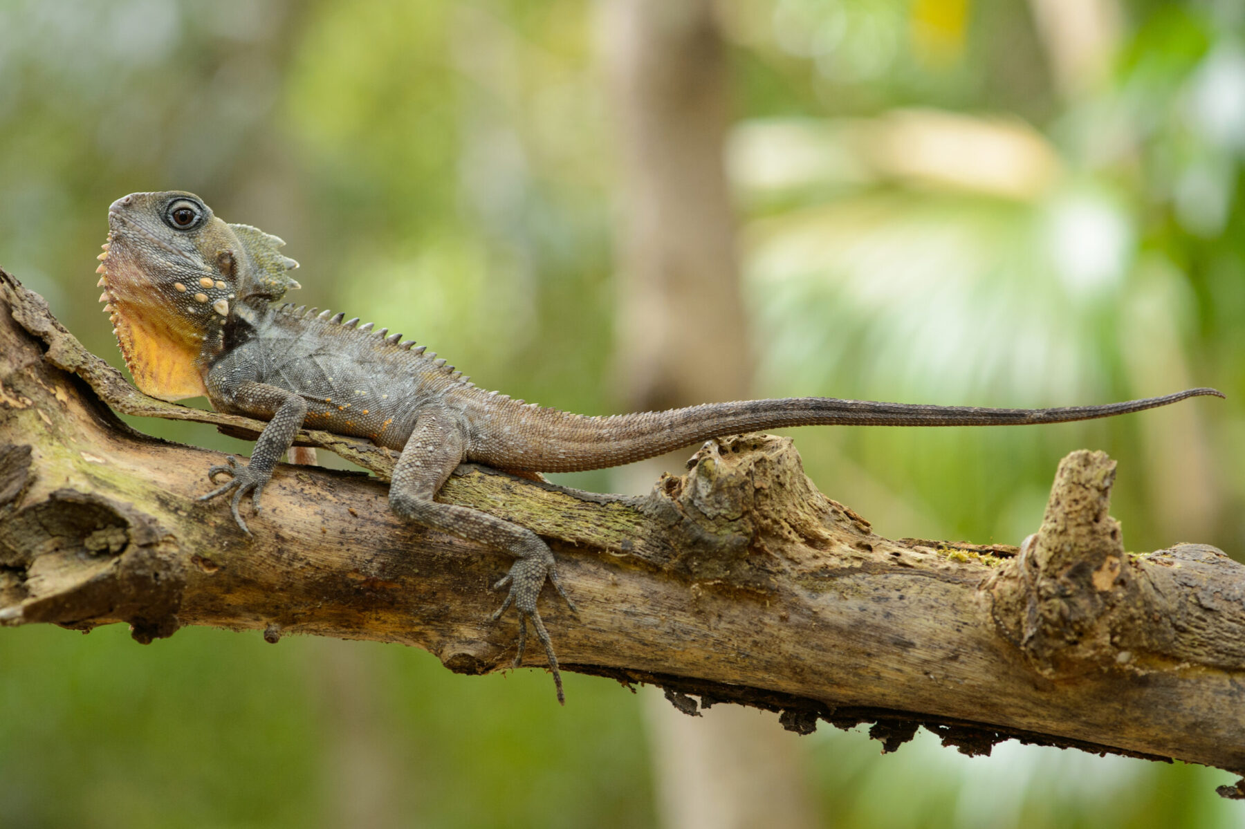 Boyd's forest dragon