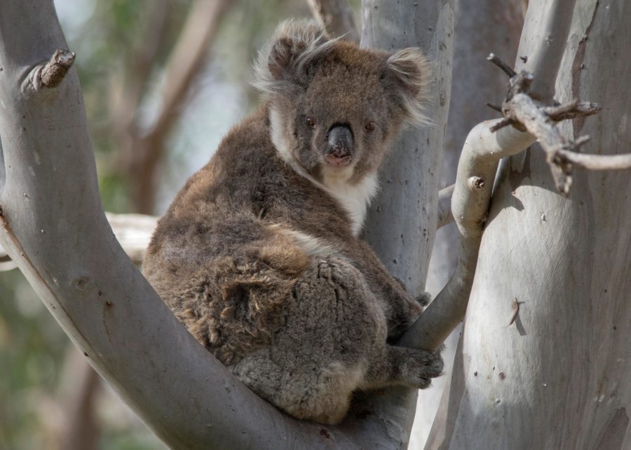 Koala