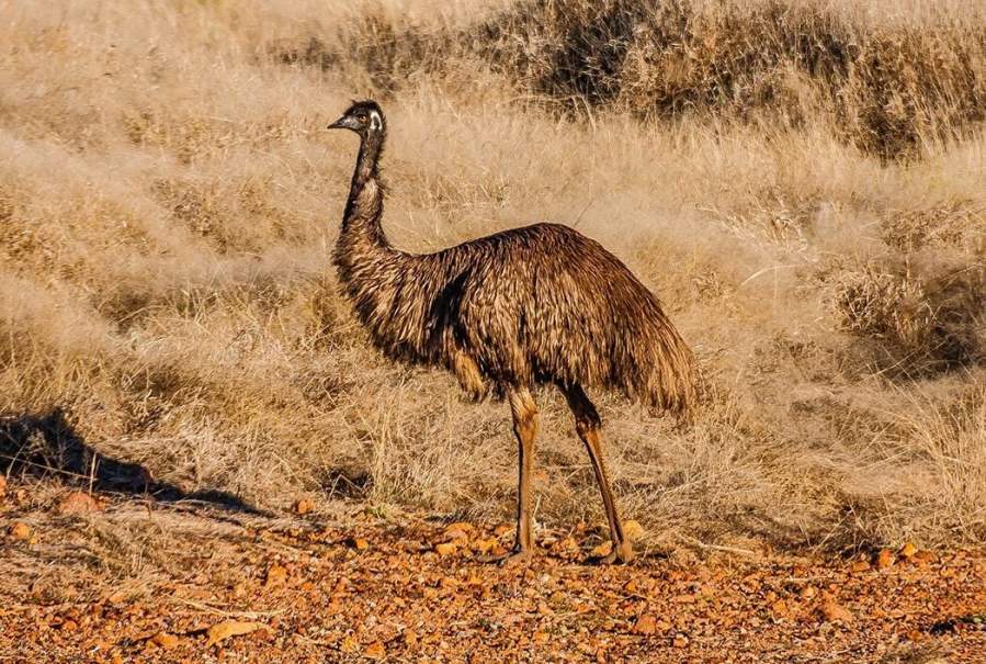 An emu