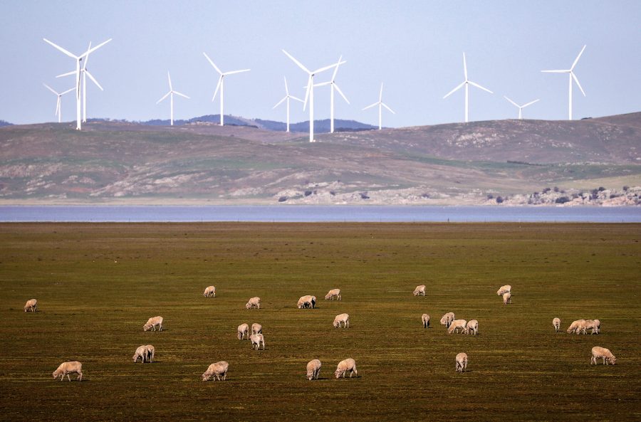 Sheep graze in front of wind turbines on Lake George on the outskirts of Canberra.