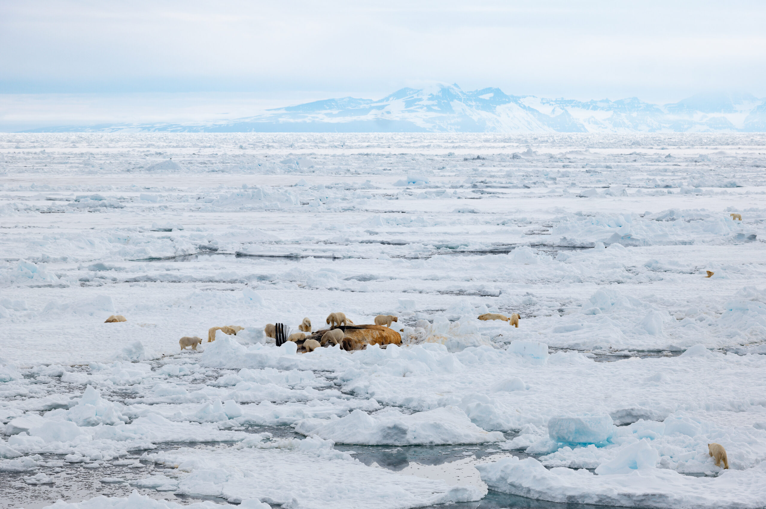 Image for article: Exclusive photos: extraordinary polar bear ‘picnic’ captured by Australian photographer