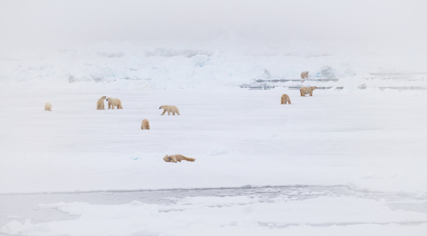 Nine polar bears on the ice in the Arctic