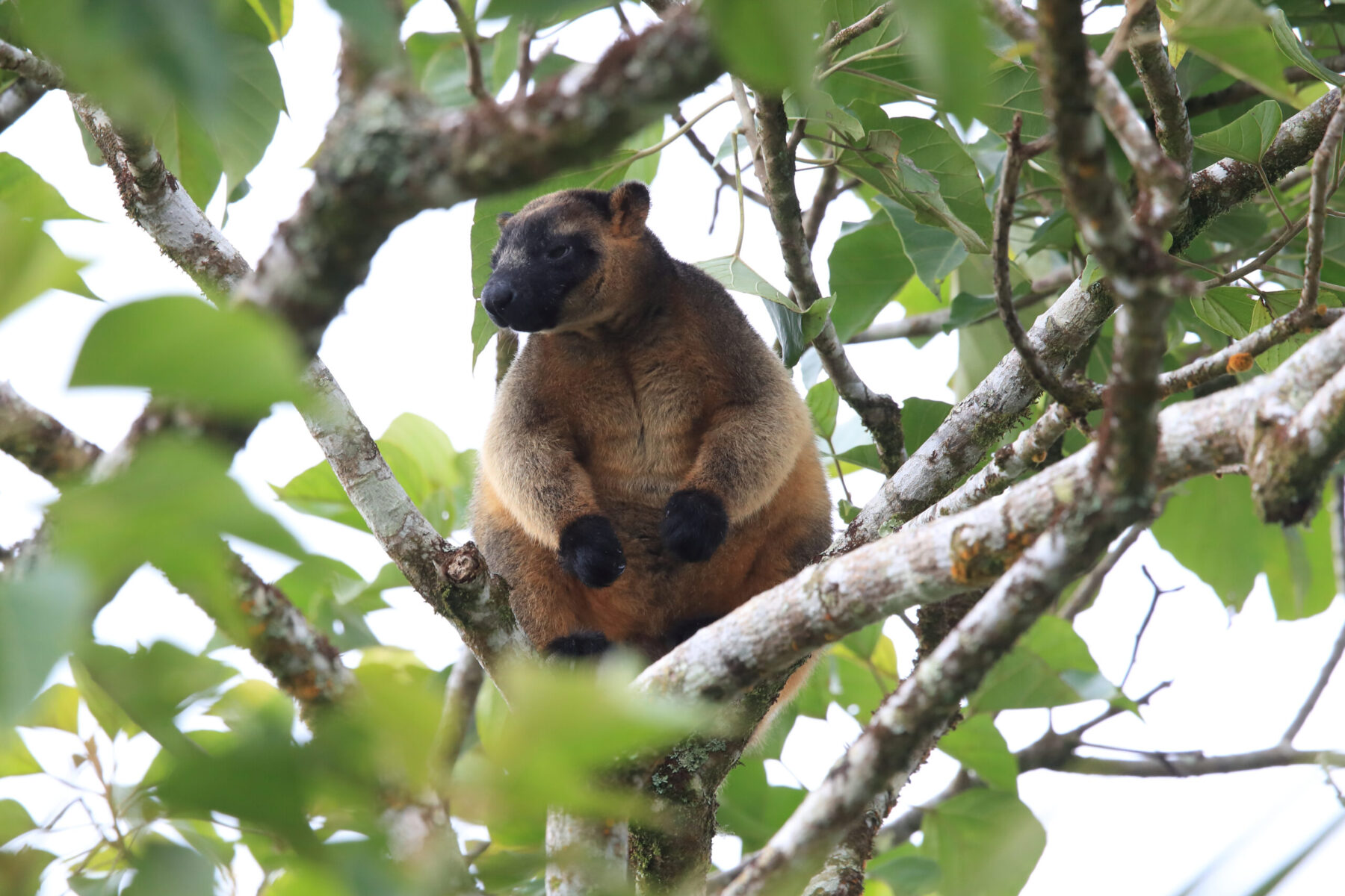 Lumholtz's tree-kangaroo