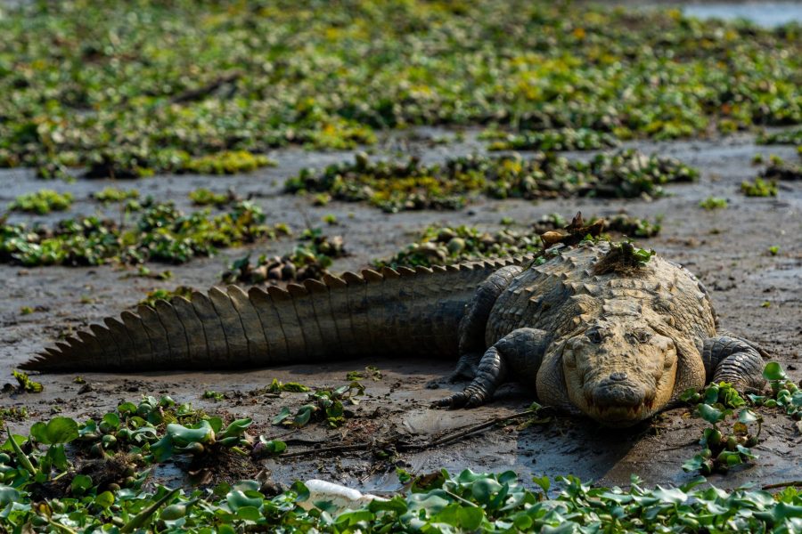 a saltwater crocodile