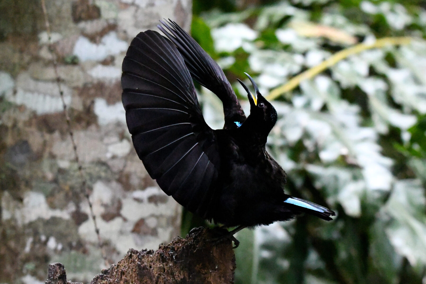 Victoria's riflebird